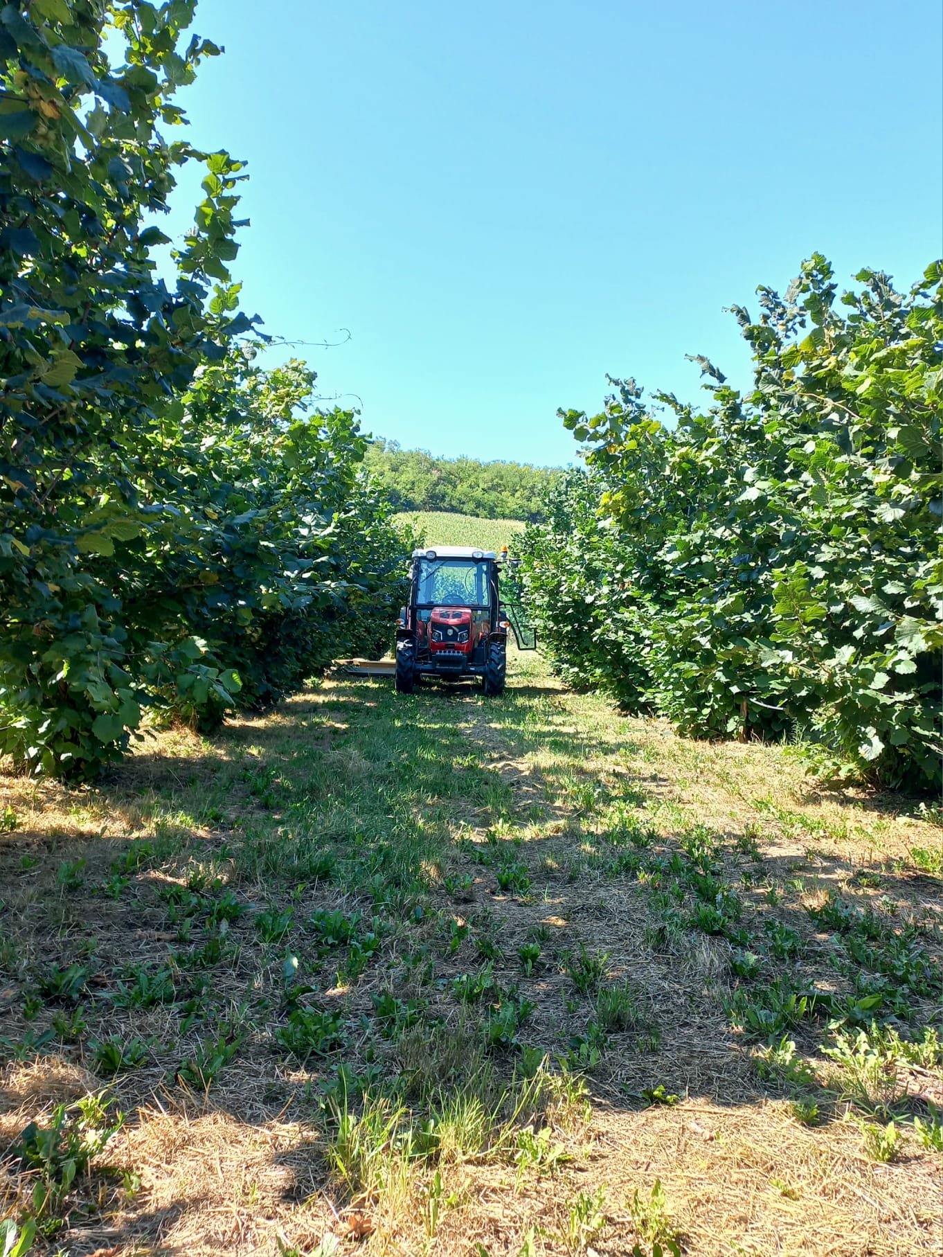 Serbia Hazelnut Orchard